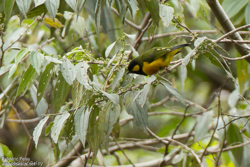 Tit Berrypecker male adult, identification