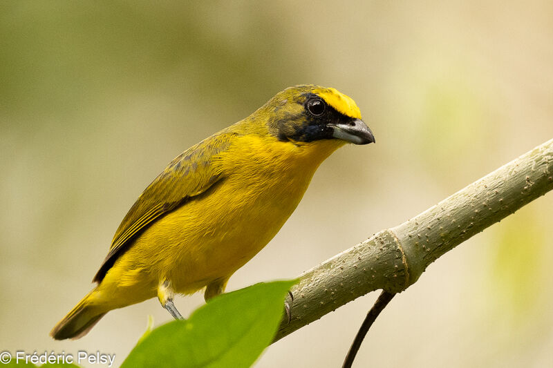 Thick-billed Euphonia