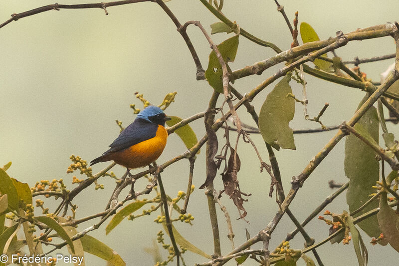 Elegant Euphonia