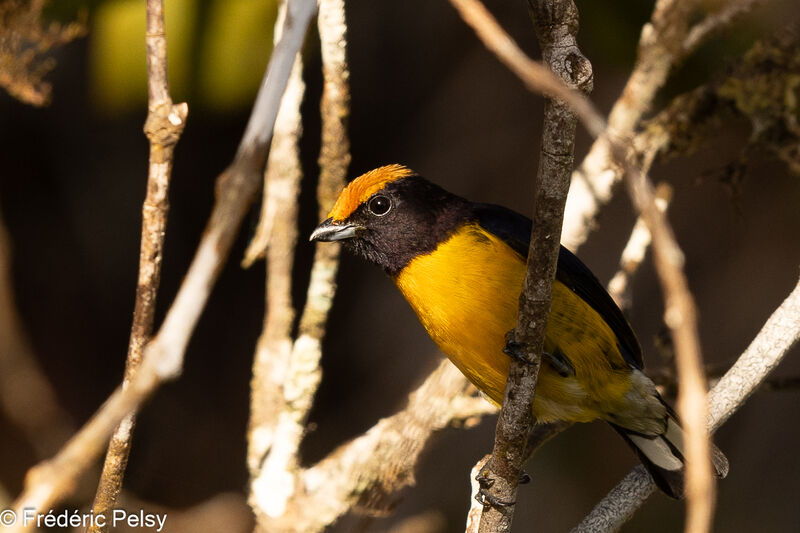 Tawny-capped Euphonia male