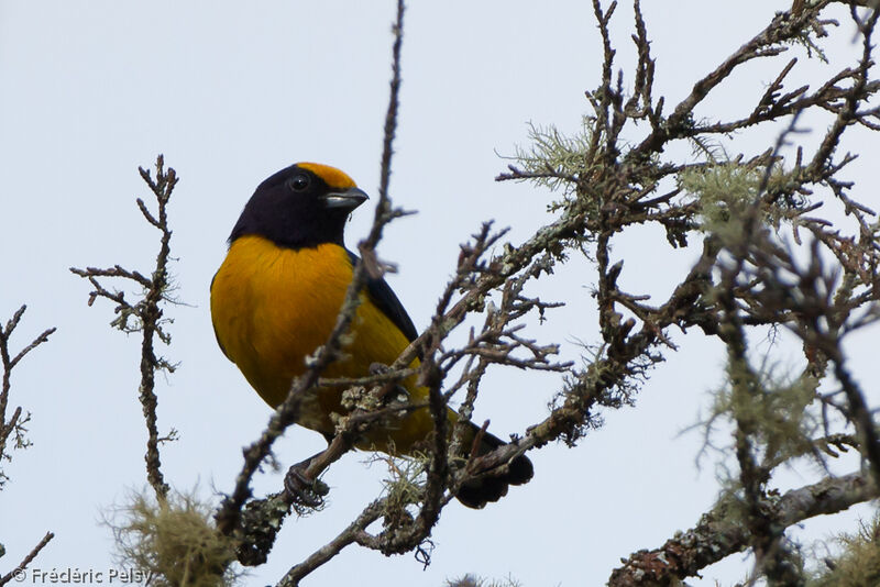 Orange-bellied Euphonia male adult