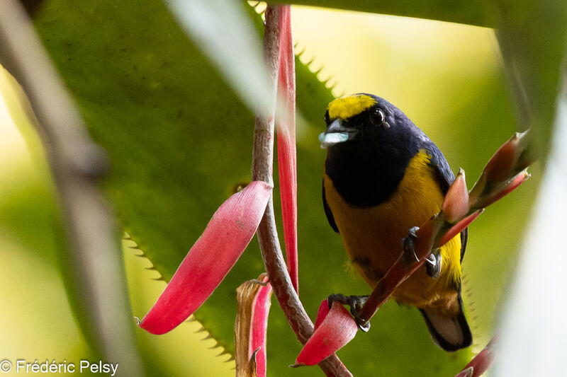 Fulvous-vented Euphonia