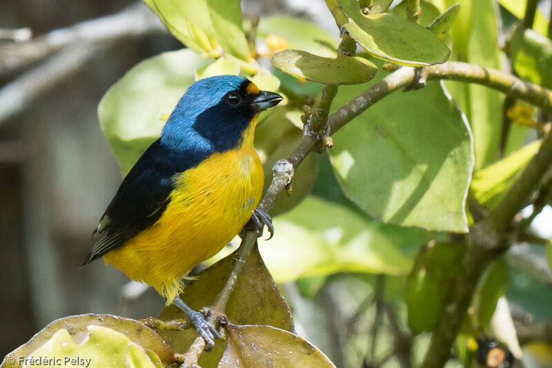 Puerto Rican Euphonia male adult, identification