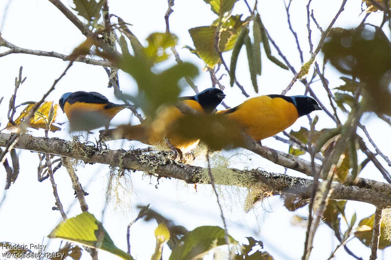 Golden-rumped Euphonia male, habitat, pigmentation