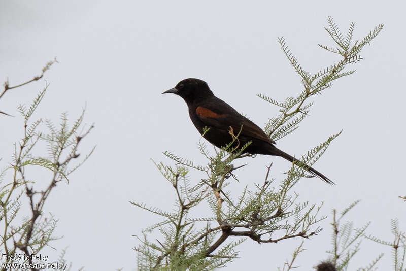 Oriole à galonsadulte, identification