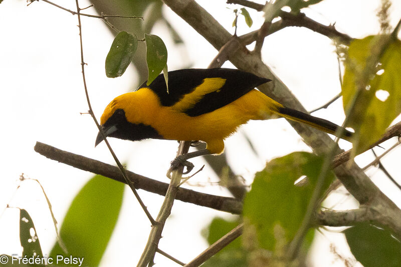 Oriole à queue jaune