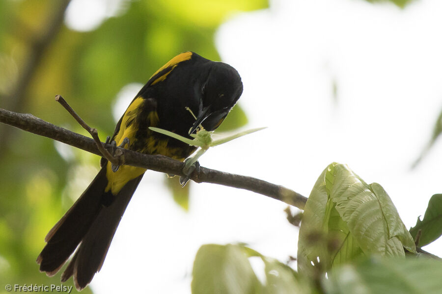 Oriole d'Hispaniola