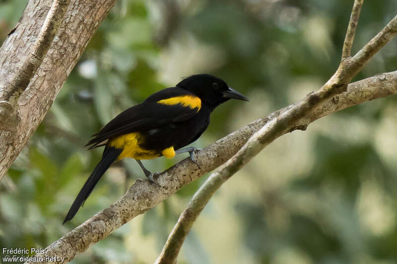 Puerto Rican Orioleadult, identification