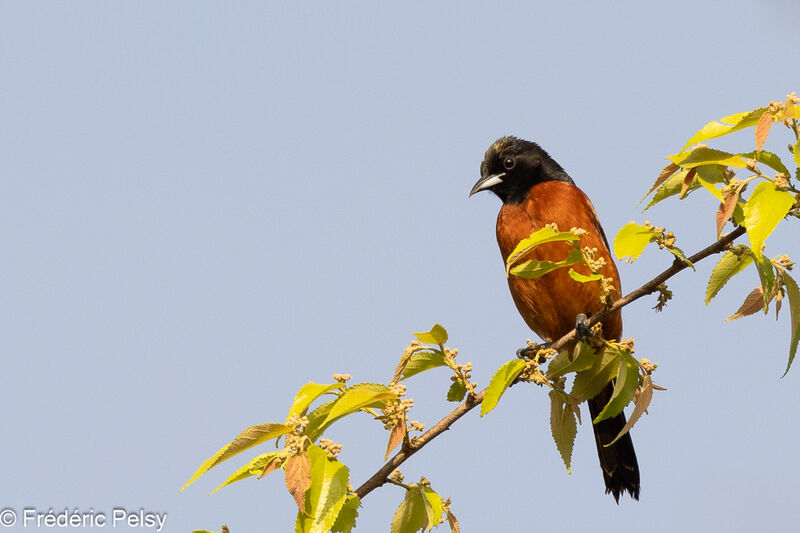 Oriole des vergers