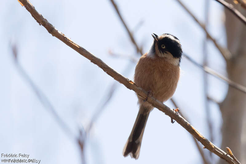 Rufous-fronted Bushtit