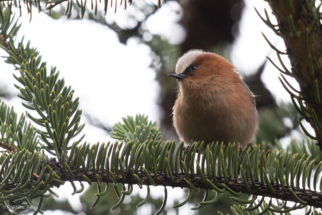 Crested Tit-warbler
