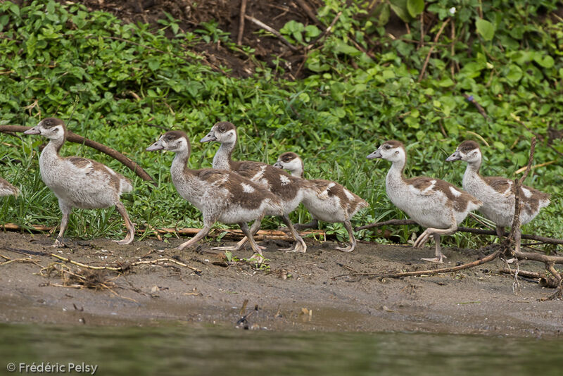 Egyptian Goosejuvenile