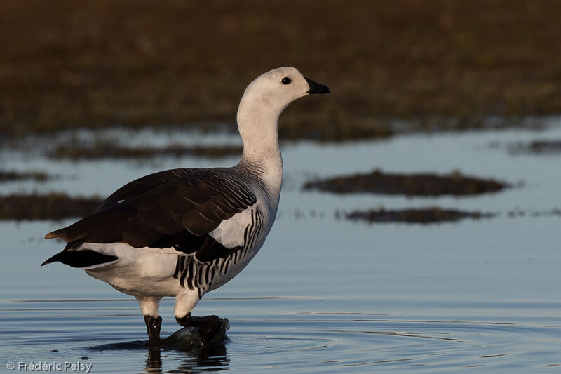 Upland Goose male