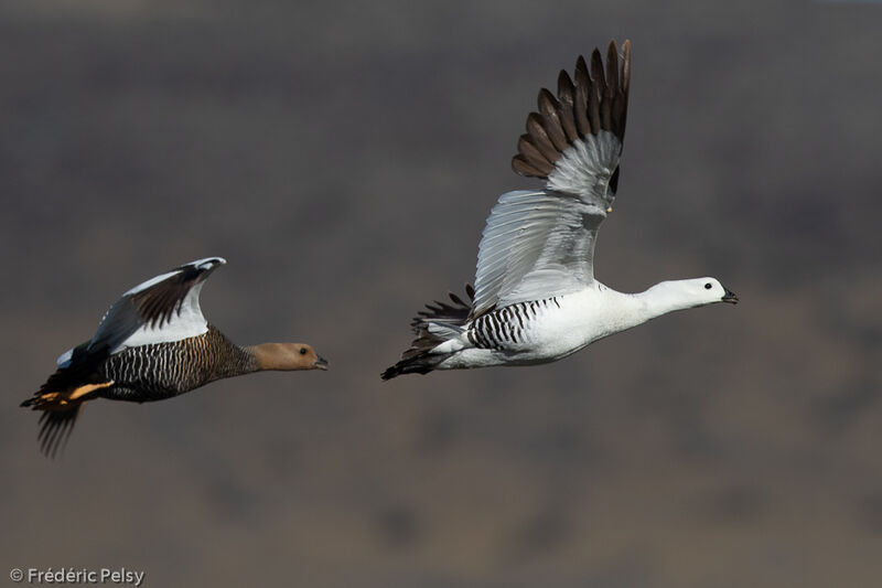 Upland Gooseadult, Flight