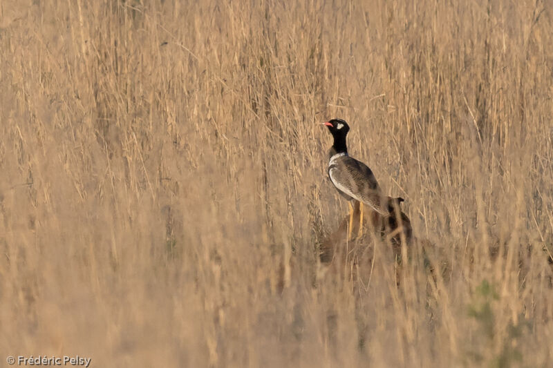 Northern Black Korhaan male adult