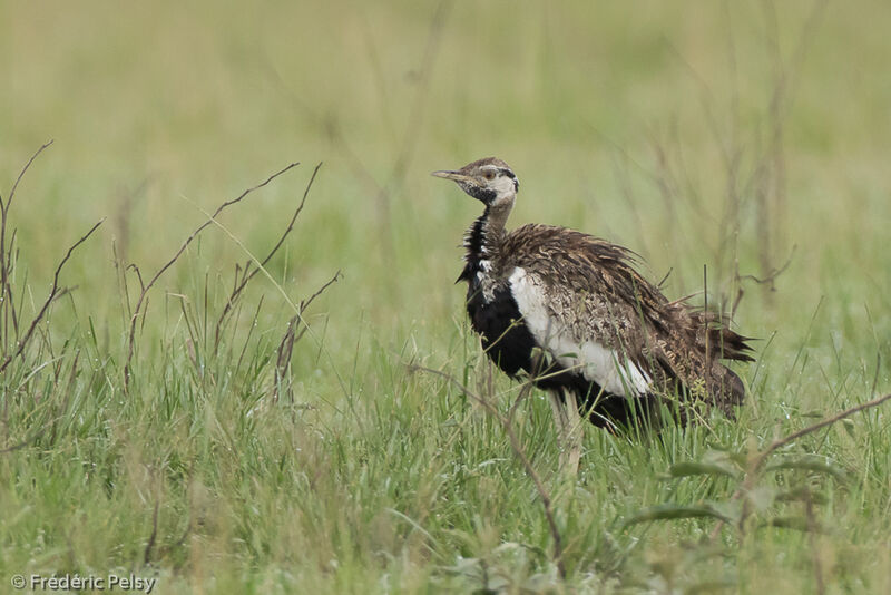 Black-bellied Bustardadult