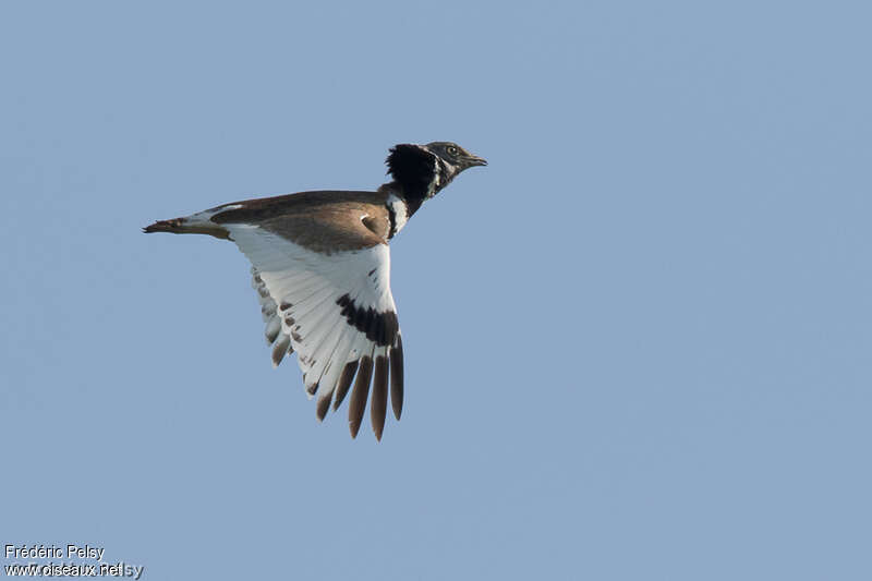 Little Bustard male adult, Flight, courting display