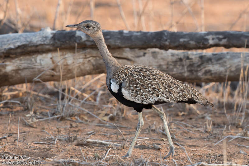 Red-crested Korhaan male adult, identification