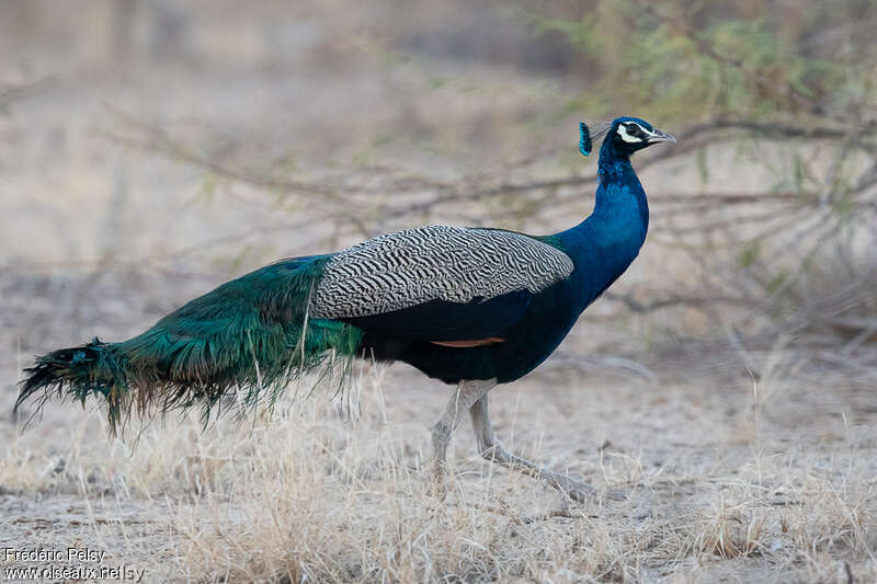 Indian Peafowl male adult breeding, identification