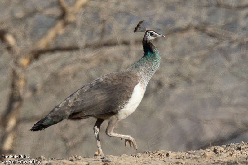 Paon bleu femelle adulte nuptial, identification