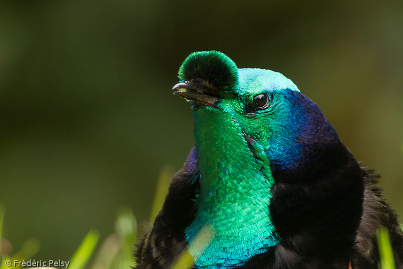 Ribbon-tailed Astrapia male adult