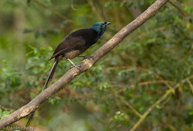 Ribbon-tailed Astrapia female adult