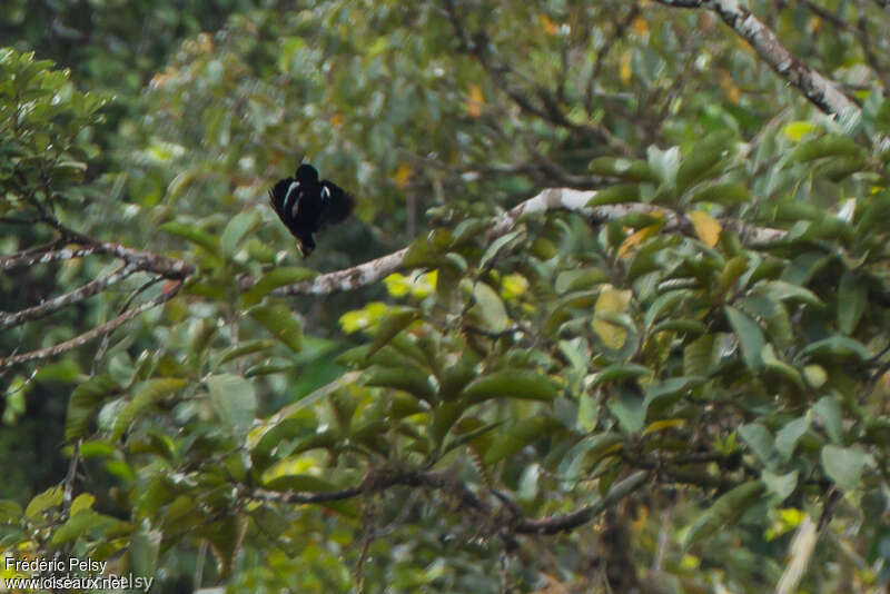 Queen Carola's Parotia male adult