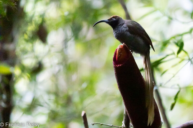 Black Sicklebill female