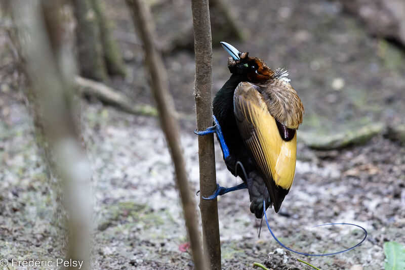 Magnificent Bird-of-paradise male