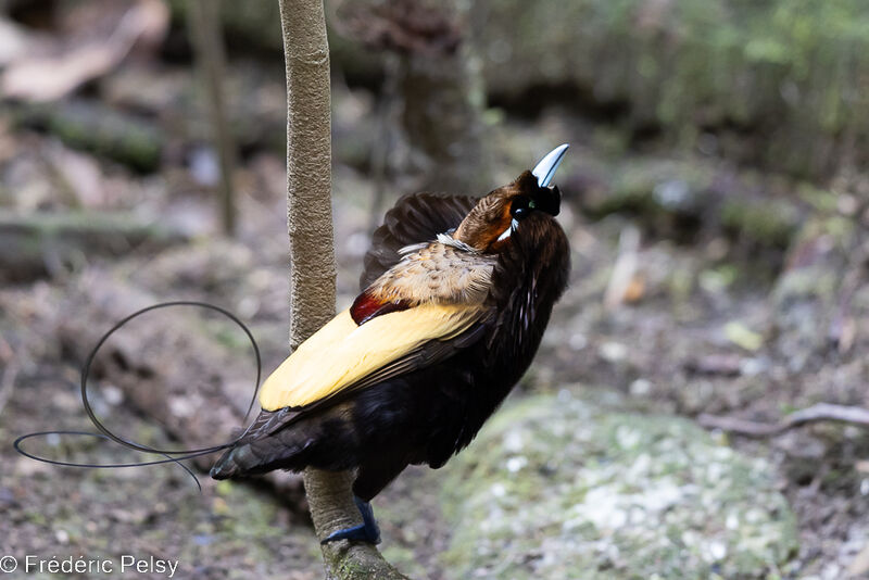 Magnificent Bird-of-paradise male