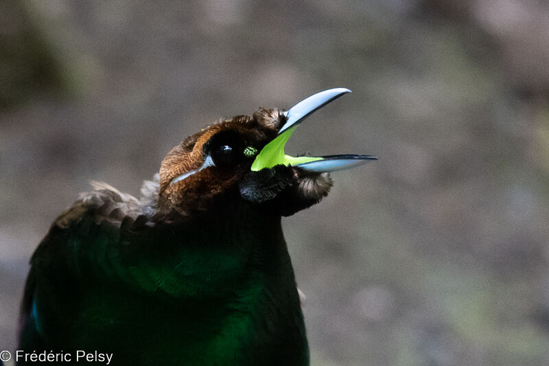 Magnificent Bird-of-paradise male