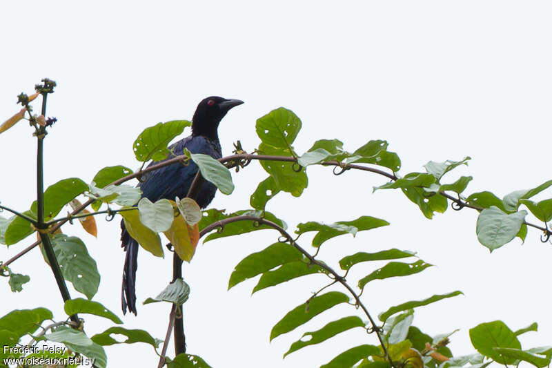 Glossy-mantled Manucodeadult