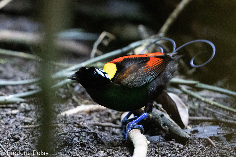 Wilson's Bird-of-paradise male