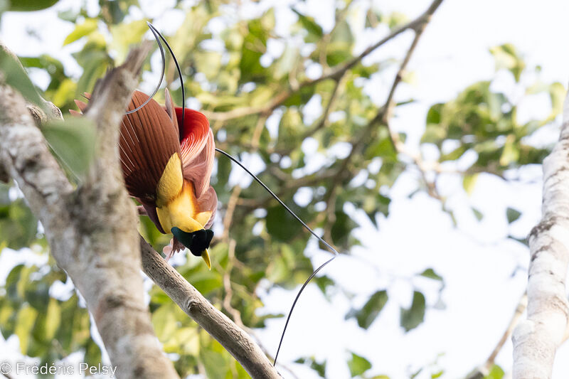 Red Bird-of-paradise male, courting display