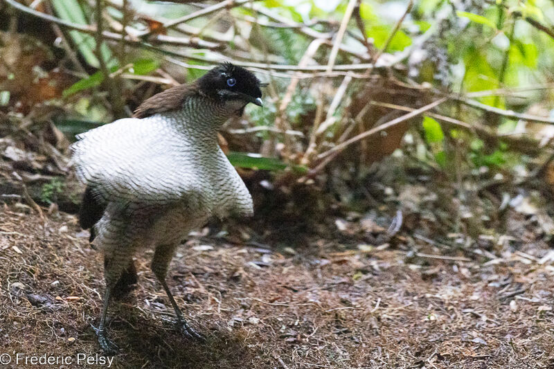 Western Parotia male immature, courting display