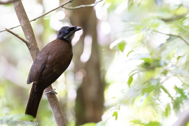 Western Parotia female