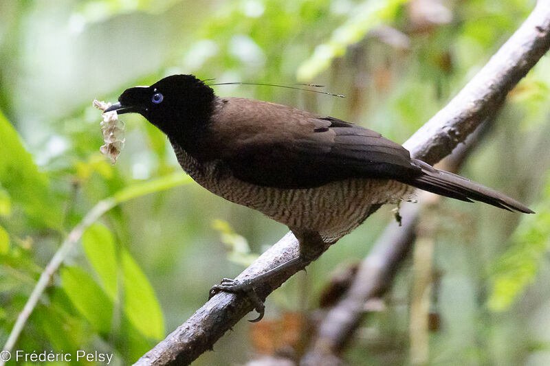 Western Parotia male immature