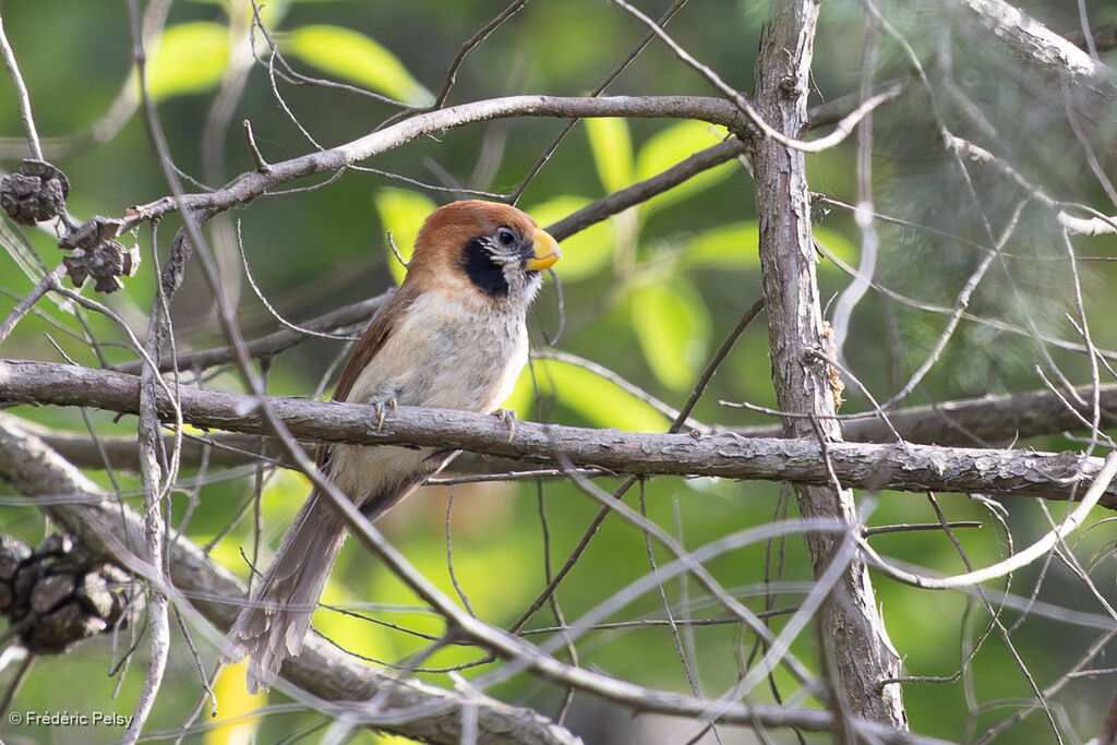 Spot-breasted Parrotbill