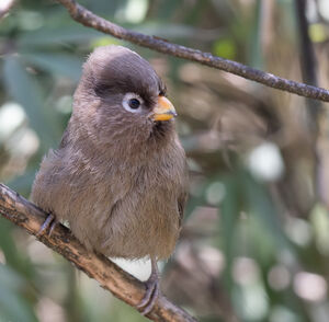 Paradoxornis tridactyle