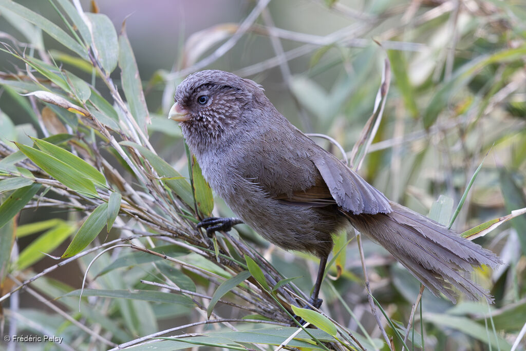 Paradoxornis unicolore