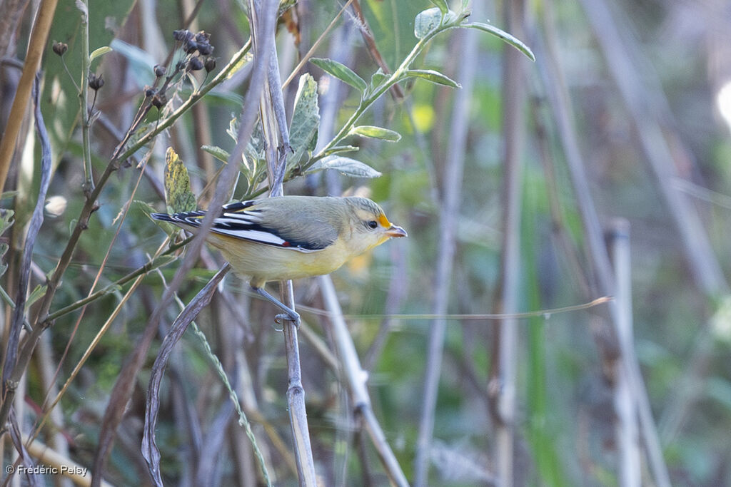 Pardalote à point jaunejuvénile