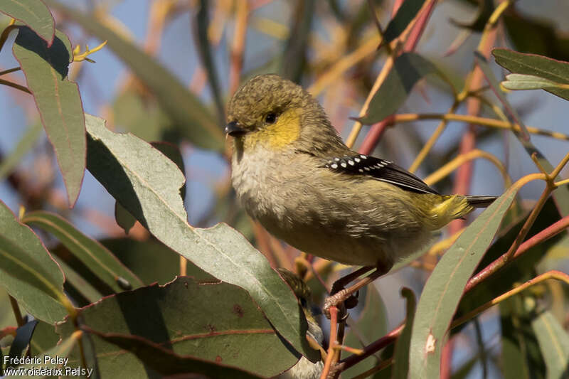 Forty-spotted Pardaloteadult