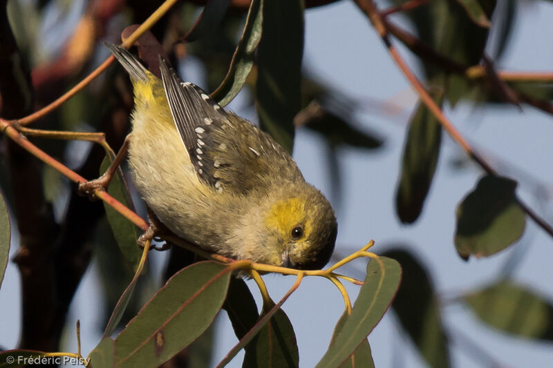 Pardalote de Tasmanie, mange