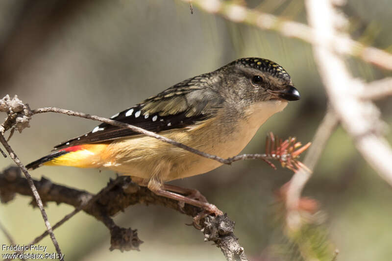 Pardalote pointillé femelle adulte, identification