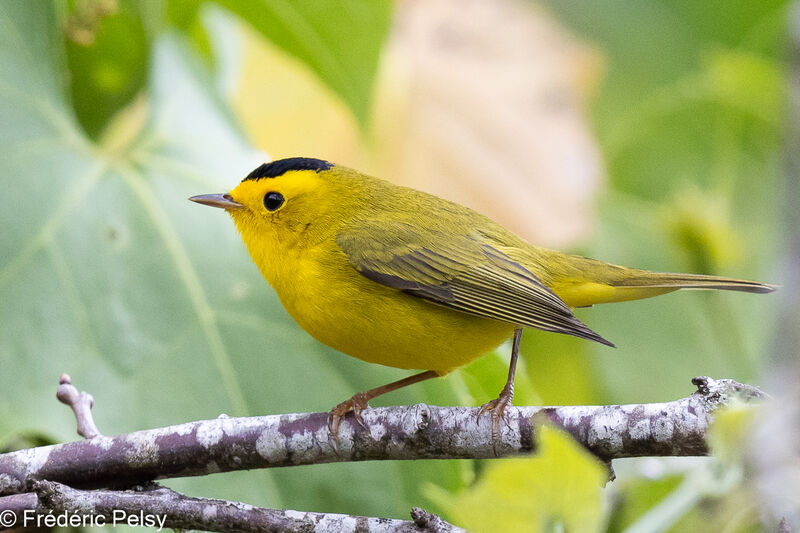 Wilson's Warbler