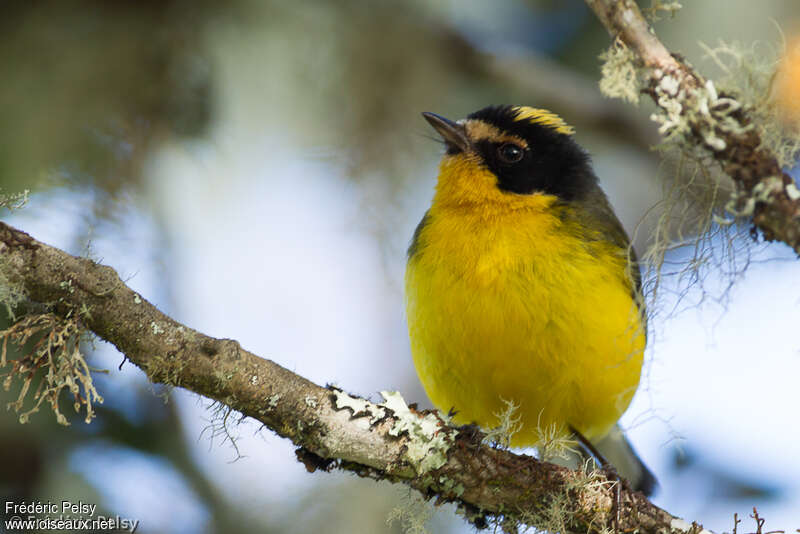 Yellow-crowned Whitestartadult, identification