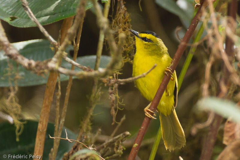 Black-crested Warbleradult