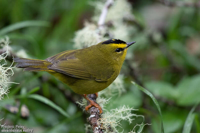 Paruline à cimier noiradulte, identification