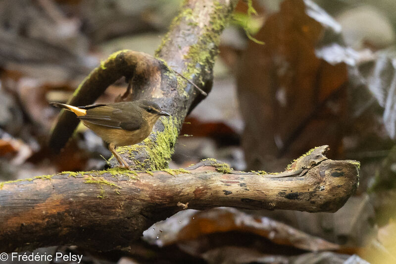 Buff-rumped Warbler