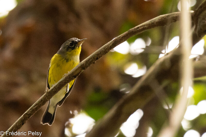 Magnolia Warbler